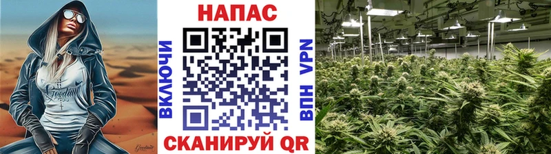 MEGA онион  Злынка  Каннабис индика 